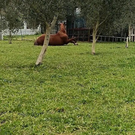 بيت ضيافة Olivo De Reis 3*